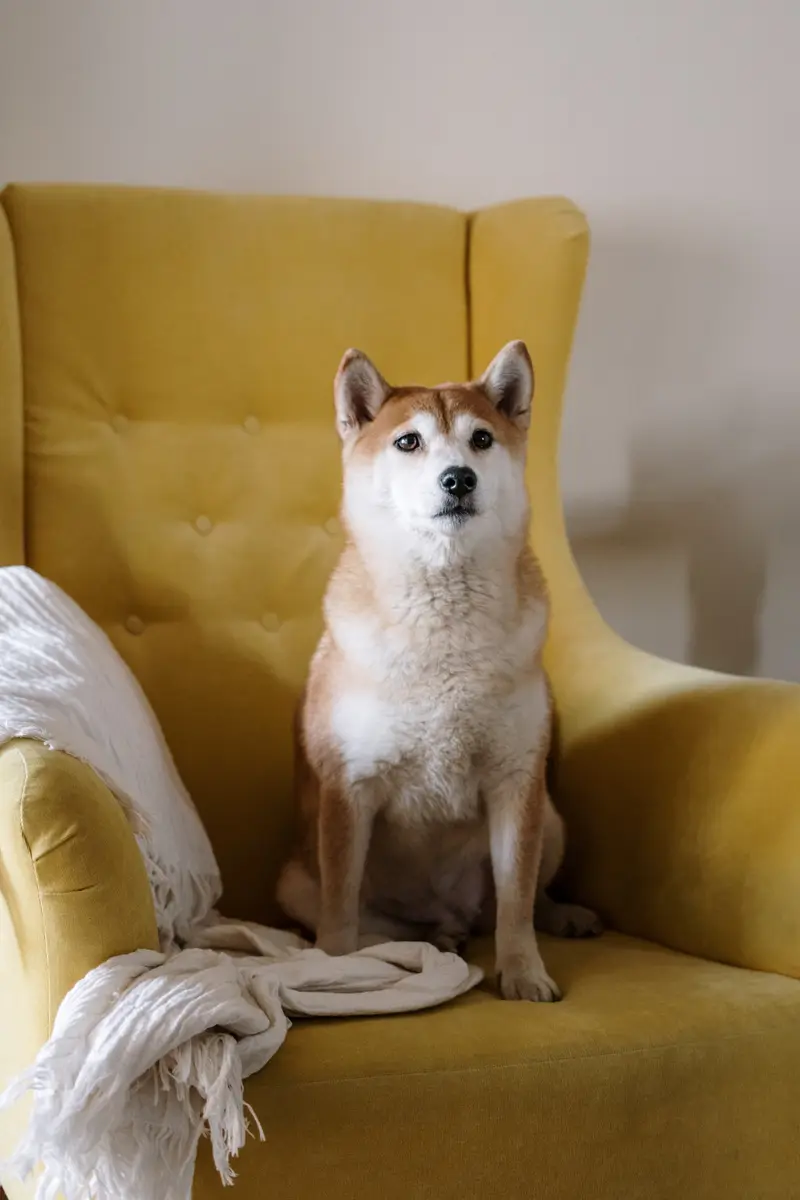 Câine shiba așezat pe un fotoliu galben, lângă o pătură deschisă la culoare