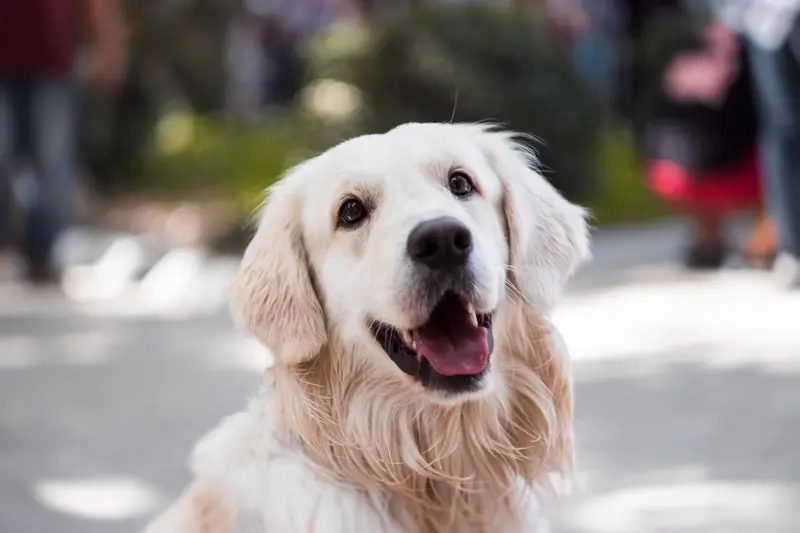 Câine golden retriever deschis la culoare, afară, pe o alee