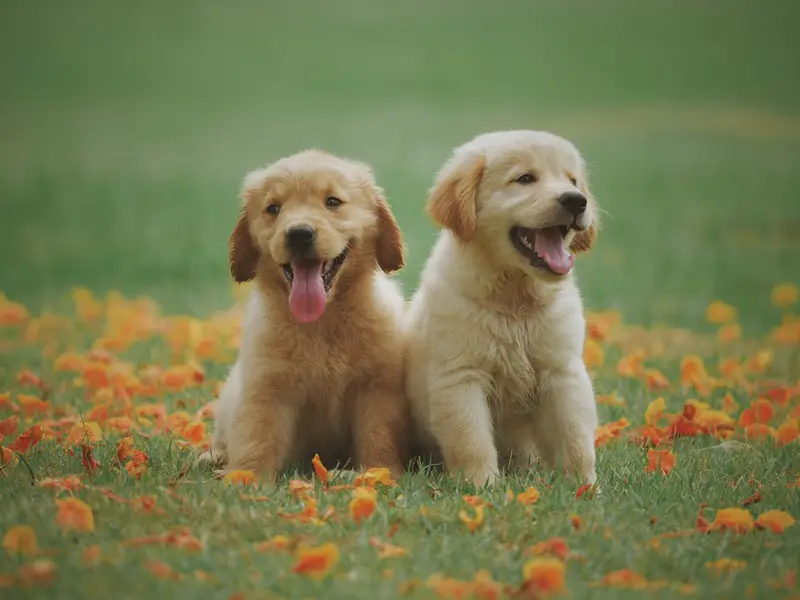 Doi pui de golden retriever așezați în iarbă presărată cu frunze