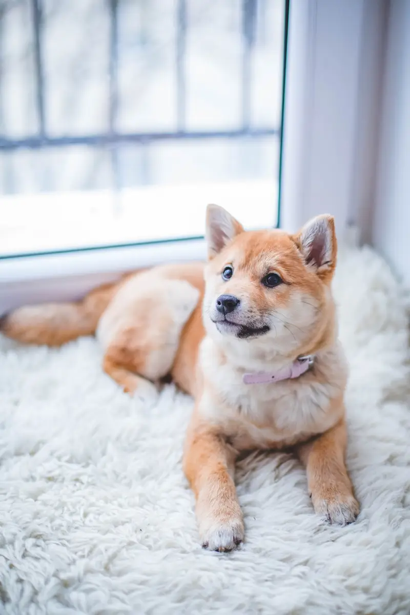 Câine shiba culcat pe un covor deschis, lângă o fereastră, cu o zgardă roz