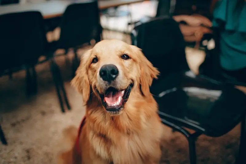 Golden retriever așezat între scaune, privit de aproape