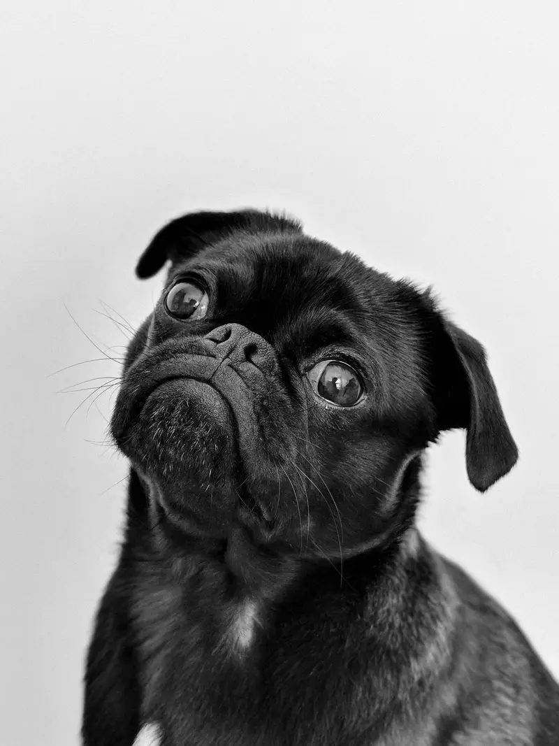 Portret alb-negru al unui pug negru, privit de jos