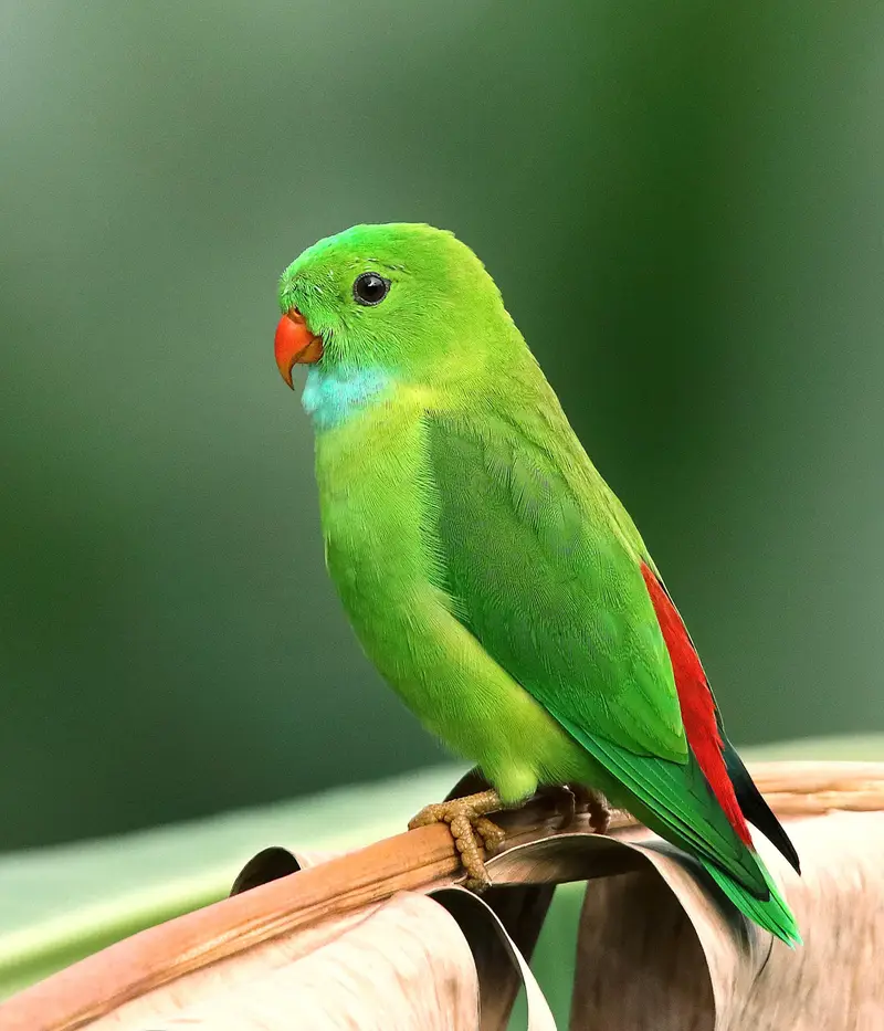 Papagal verde, văzut din profil, așezat pe o creangă
